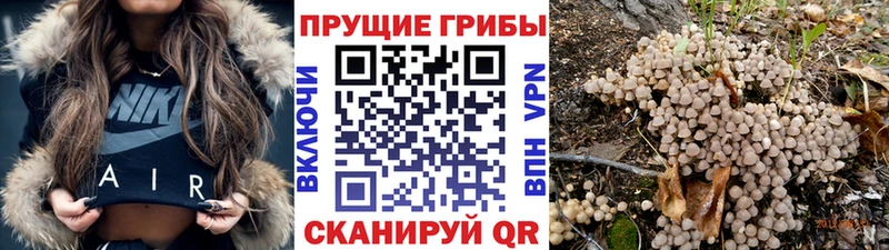ОМГ ОМГ ТОР  Лысьва  Псилоцибиновые грибы MAGIC MUSHROOMS 